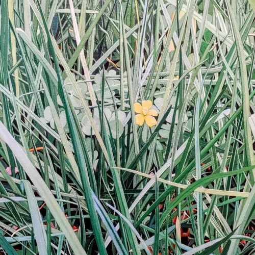 oxalis acetosella